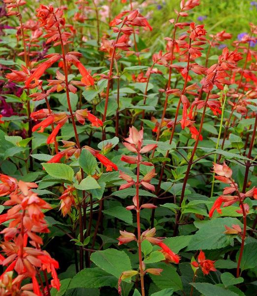 Salvia 'Ember's Wish'